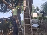 Bị ong đốt vì nghịch dại