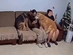 Cô chủ bị chó cưng bám chặt như hình với bóng