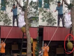 Tuyệt chiêu hái mít khiến ai cũng bất ngờ