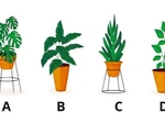 Quiz: Bạn cởi mở, hướng ngoại hay là người sống nội tâm?