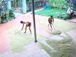 Cào lúa chạy mưa vừa xong thì trời nắng to