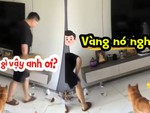 Chú chó ngơ ngác vì bị ông chủ đổ lỗi