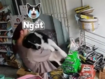 Chú chó ngất xỉu khi nghe 'trộm chó' rủ đi chơi