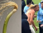 Có một cọng hành lá nổi tiếng vì giống... Erling Haaland