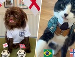 Dàn thú cưng 'tiên tri' gây sốt giữa mùa World Cup 2026