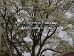 'Hoa sưa chùa Trấn Quốc nở trắng trời rồi' là gì mà thành mật mã tình yêu?