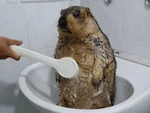 Khi sóc đất marmot cũng đi... 'bán quạt', có gì để coi?