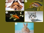 Quiz: Bạn tốt bụng hay là người sống theo nguyên tắc?