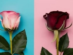 Quiz: Bạn nhường nhịn hay quyết đoán?