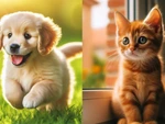 Quiz: Lòng trung thành của bạn được thể hiện như thế nào?