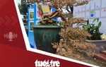 Tin tức tối 15-1: Những cây bonsai tuyệt đẹp tại chợ hoa xuân