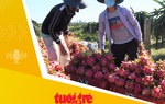 Tin tức sáng 17-7: Giá thanh long giảm sốc, nhà vườn thua lỗ