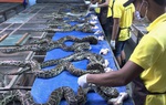 Tại sao thịt trăn có thể thay thế thịt heo, bò và gia cầm?