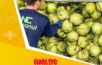 Tin tức sáng 24-10: Dừa Việt Nam được Trung Quốc chọn, nông dân Thái Lan điêu đứng