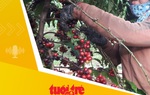 Tin tức sáng 27-10: Sản lượng tăng, giá cà phê dự báo sẽ giảm