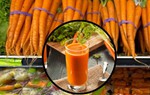 Những điều cần lưu ý khi sử dụng nước ép cà rốt