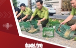 Tin tức tối 18-12: Giải cứu chim trời mắc bẫy giữa lòng thành phố