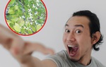 Rượu ba kích, dâm dương hoắc có thật sự tăng cường sinh lực nam giới?