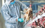 Bé gái 8 tuổi mắc viêm não do cúm gia cầm H5N1 sau khi tiếp xúc với gà chết