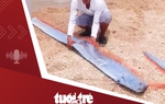 Tin tức tối 19-5: Lần đầu tiên cá mái chèo dạt vào bờ biển Ninh Thuận