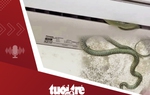 Tin tức tối 8-5: Liên tiếp phát hiện rắn ở trong máy điều hòa nhà người dân