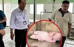 Kết quả kiểm tra lò mổ tại Hậu Giang liên quan đến Công ty C.P. Việt Nam