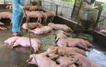 Nhiều hộ dân ở Nghĩa Hành phải nộp tiền để tiêu hủy heo chết dù quy định miễn phí