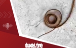 Tin tức tối 6-7: Sinh vật dài 30cm ngo ngoe trong bó rau muống, nhiều người lần đầu trông thấy