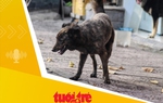 Tin tức sáng 12-8: Liên tiếp trẻ bị chó tấn công, bác sĩ khuyến cáo cảnh giác