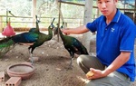 Anh nông dân Gia Lai nuôi chim quý: Làm đúng luật, thu gần 1 tỉ mỗi năm
