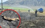 Bằng cách nào một con cá có thể gây cháy rừng ở Canada?