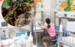 Bé 3 tuổi tử vong, hai trẻ khác nguy kịch vì ong đốt khi lên nương cùng bà