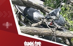 Tin tức tối 11-3: Cây xanh bật gốc đè trúng 2 người đi xe máy