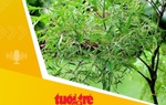 Tin tức sáng 19-3: Việt Nam có hơn 5.000 loài cây, con có thể dùng làm thuốc