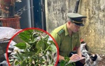 Cây muội hồng bị 'thổi giá' cả trăm triệu đồng, kiểm lâm cảnh báo điều gì?