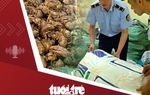 Tin tức tối 13-5: Vụ 80kg xác ve sầu cần giấy chứng minh nguồn gốc: Chủ hàng xuất trình đủ giấy tờ, được trả lại hàng