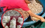 Đất đèn là gì mà khiến cả hồ tôm ở Quảng Trị chết sạch chỉ sau thời gian ngắn?