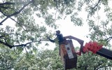 Công nhân cắt tỉa hoa sữa trên đường phố Hà Nội để giảm mùi hương 