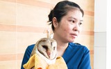Chim cú lợn bị cắt lông cánh gây xôn xao ở Tân Bình, đã được kiểm lâm tiếp nhận