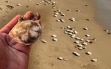 Video chuyên gia nói về hiện tượng hàng trăm con cầu gai cát dạt vào bờ biển Nha Trang