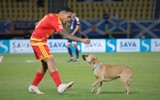 Trận đấu Nations League bị gián đoạn vì... chú chó đi dạo
