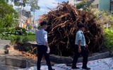 Cổ thụ trong sân nhà đổ chắn ngang đường Đinh Tiên Hoàng, trung tâm TP.HCM ùn ứ