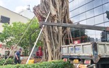 Cây bồ đề ngã ra đường Đinh Tiên Hoàng ở TP.HCM, đã được trồng lại
