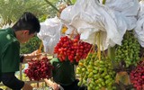 Vườn chà là trĩu quả hút khách ở Đồng Tháp