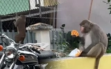 Khỉ hoang liên tục vào khu dân cư ở Đà Nẵng, người dân lo bị tấn công