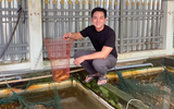 Giá lươn lao dốc, chàng trai Cần Thơ chế biến khô, chà bông bán gần 1 triệu đồng/kg