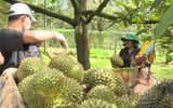 Cận cảnh những vườn sầu riêng trĩu quả, sẵn sàng đón khách mùa lễ hội ở Đắk Lắk