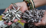 Cá linh đầu mùa mềm, ngọt, béo, người bán chỉ cách phân biệt với cá trôi