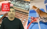 Bản tin 30s nóng: Kết quả giám định kim cương liên quan bị can Đặng Ngọc Thảo; Chữa ung thư cho trăn 