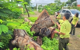 Địa phương nói 'có sai sót hành chính' trong vụ chặt hạ cây xanh, bao gồm 10 cây xà cừ tại trụ sở UBND xã